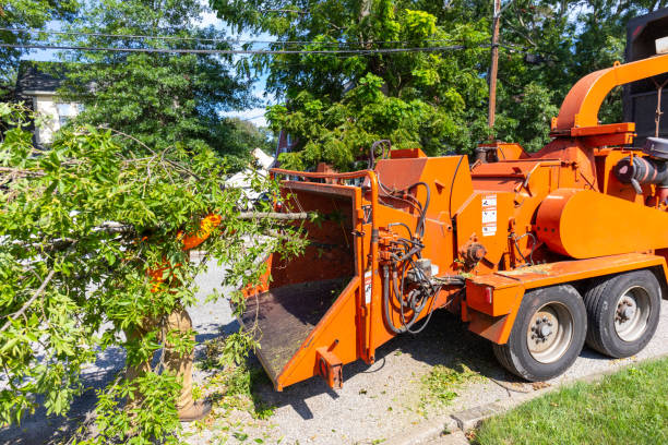 Tree Health Inspection